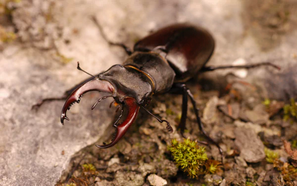 Animal stag beetle HD Desktop Wallpaper | Background Image