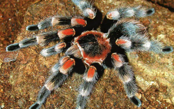 Animal tarantula HD Desktop Wallpaper | Background Image