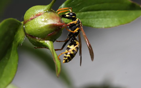 Animal wasp HD Desktop Wallpaper | Background Image