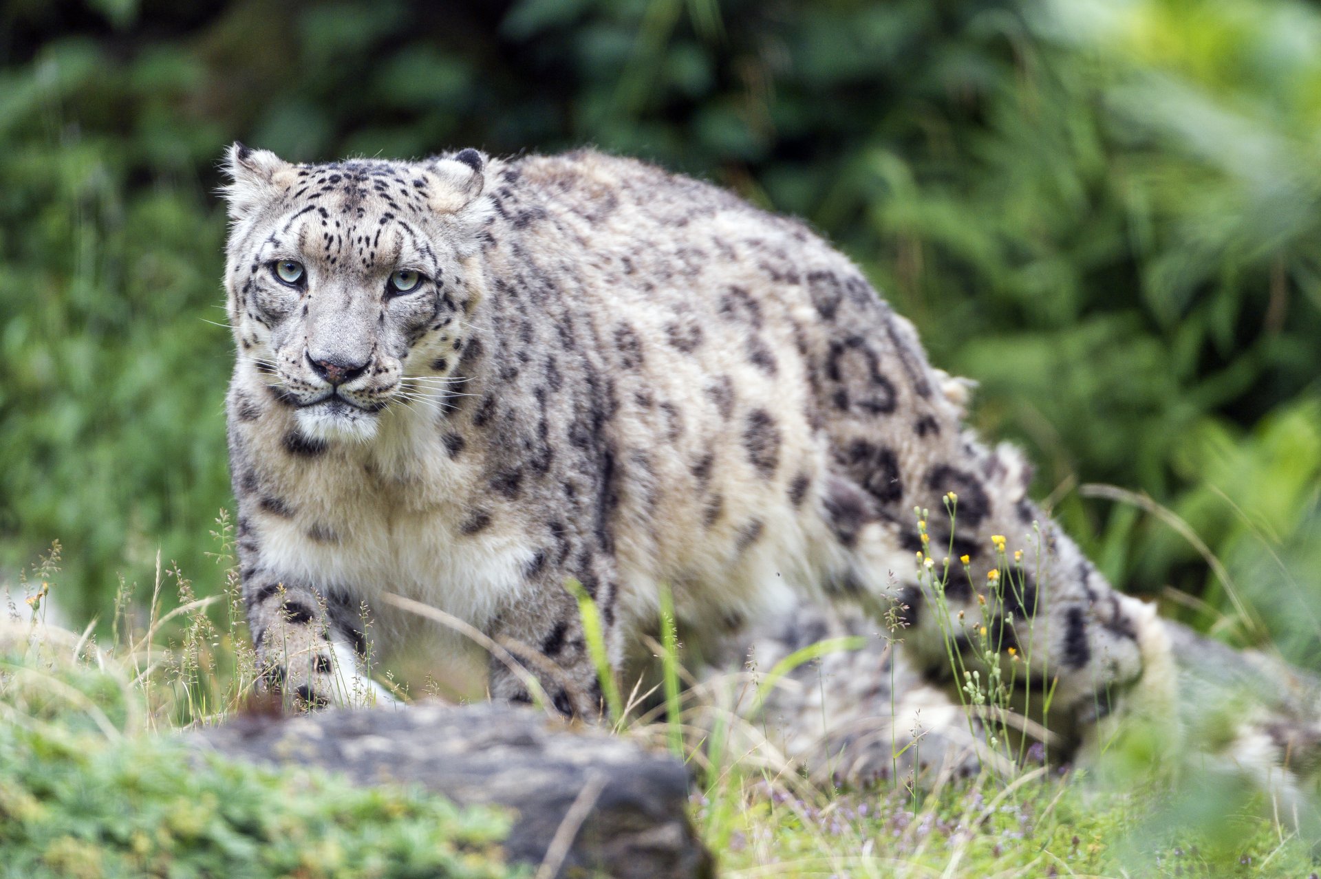 Animal Snow Leopard 4k Ultra HD Wallpaper