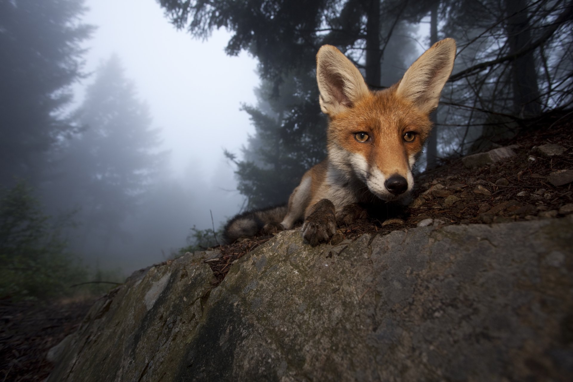 HD desktop wallpaper showing a close-up of a fox's head and face resting on a rock in a misty forest setting.