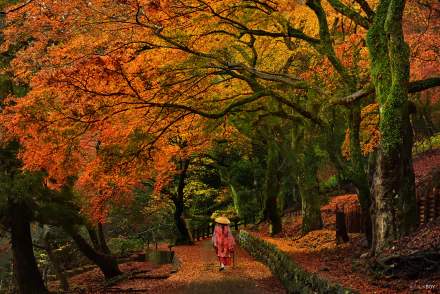 HD desktop wallpaper showcasing a pilgrim walking along a tree-lined path with vibrant fall foliage in warm orange and green hues.