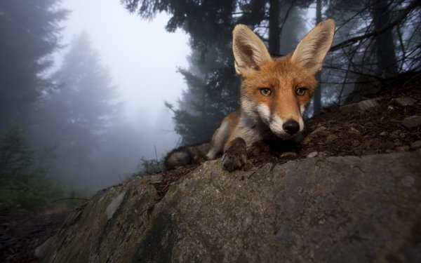 Animal Fox Face Head HD Wallpaper | Background Image