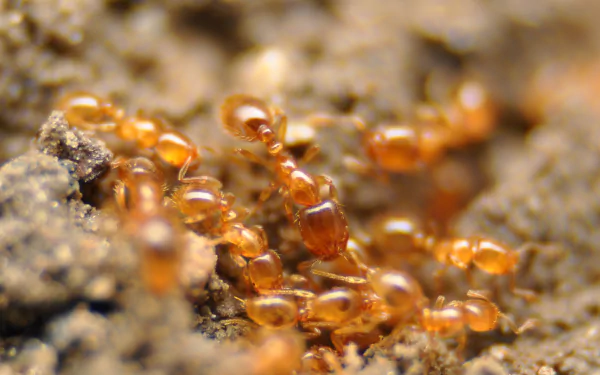 Animal ant HD Desktop Wallpaper | Background Image