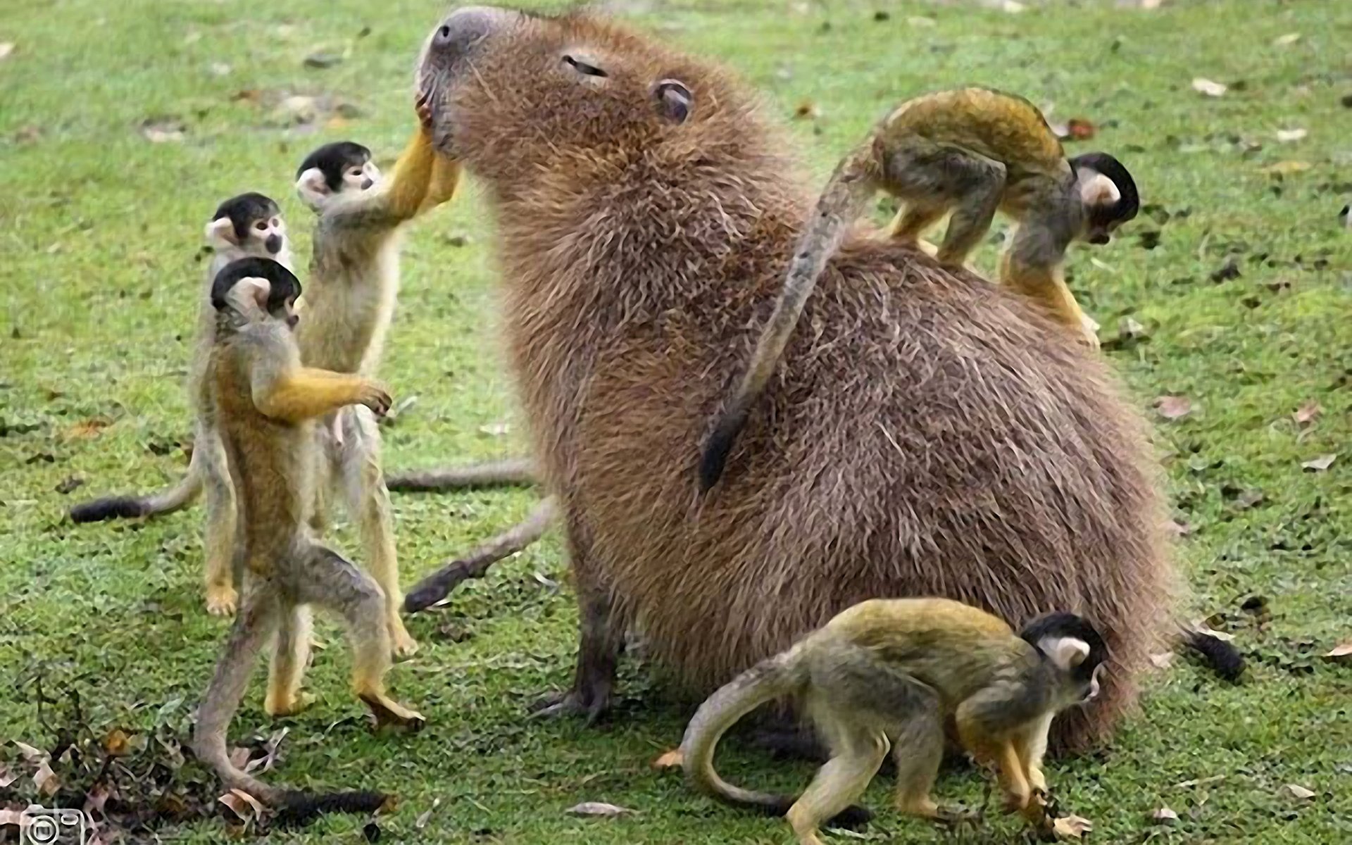 Capybara On Crocodile Wallpaper