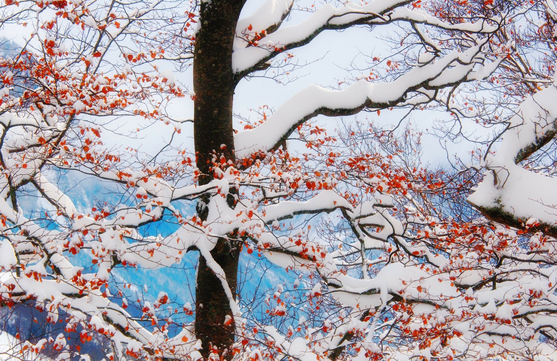 Download Nature Tree 4k Ultra HD Wallpaper | 4110x2670 | Wallpaper Abyss