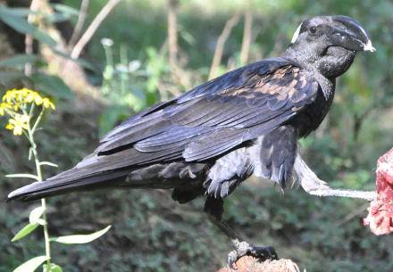 Animal Thick-billed raven HD Desktop Wallpaper | Background Image