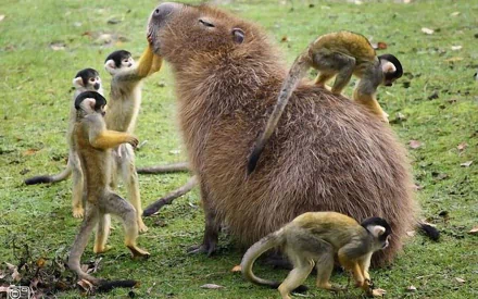 HD desktop wallpaper showing a capybara sitting calmly on grass surrounded by small monkeys playing and climbing on its fur.