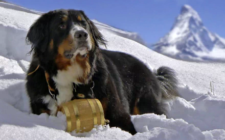 A majestic St. Bernard resting in the snow, with a stunning mountain backdrop, captured in high-definition for a vibrant desktop wallpaper.