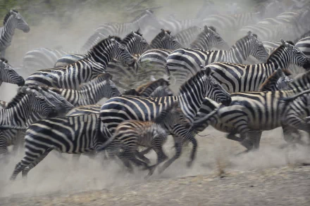 Zebras Running in the Serengeti
