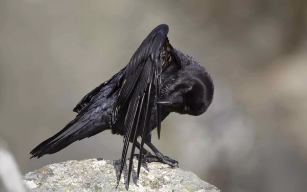 Animal raven HD Desktop Wallpaper | Background Image