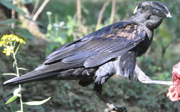 Animal Thick-billed raven HD Desktop Wallpaper | Background Image
