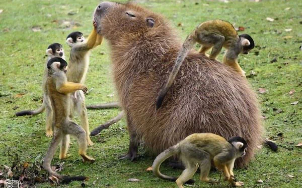HD desktop wallpaper showing a capybara sitting calmly on grass surrounded by small monkeys playing and climbing on its fur.