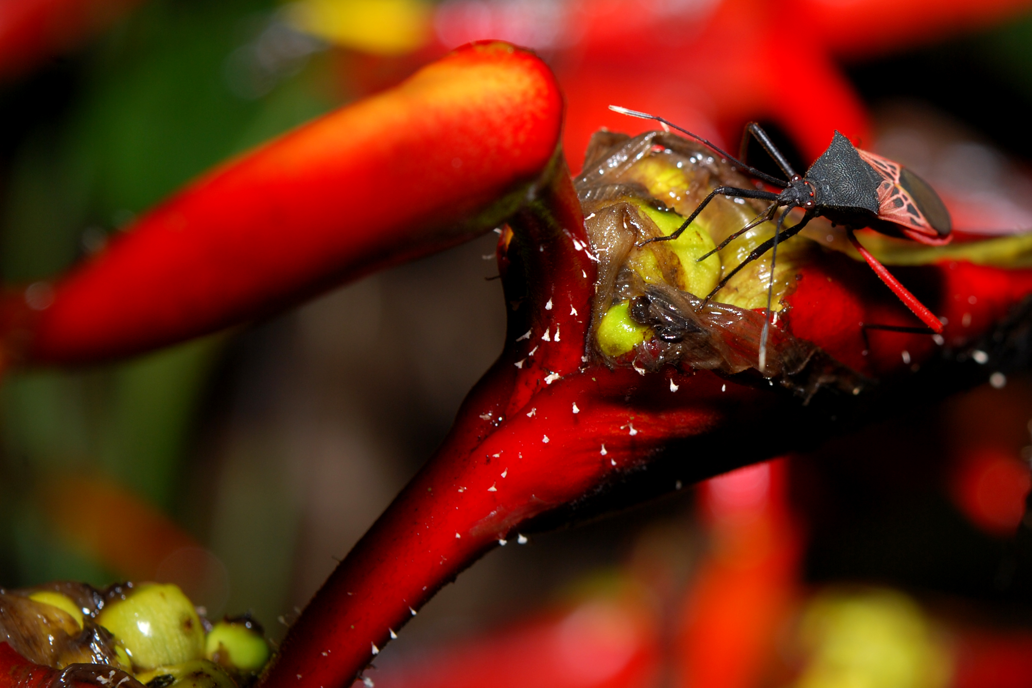 Animal Insect HD Wallpaper