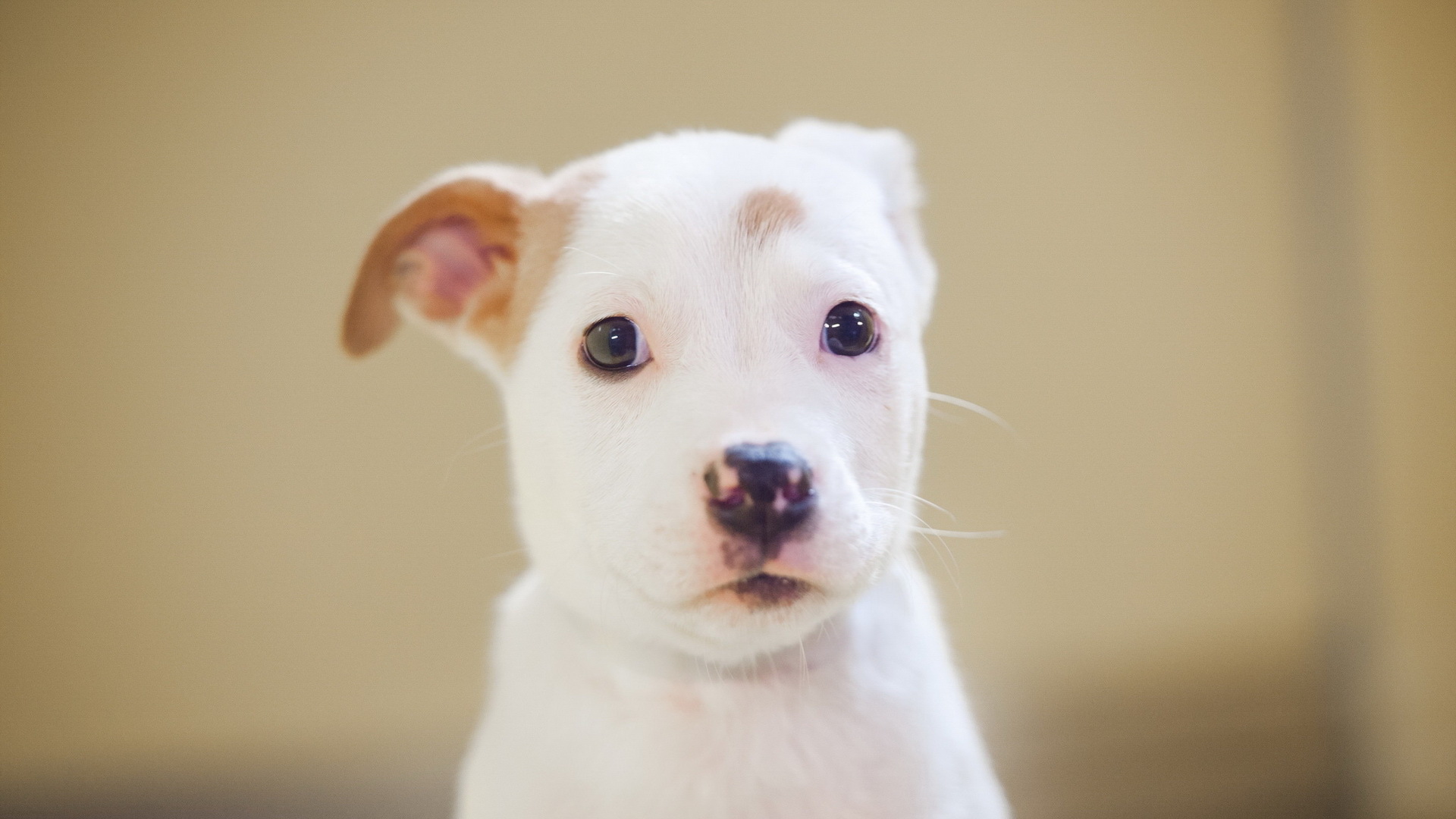 köpek yavrusu bulmaca
