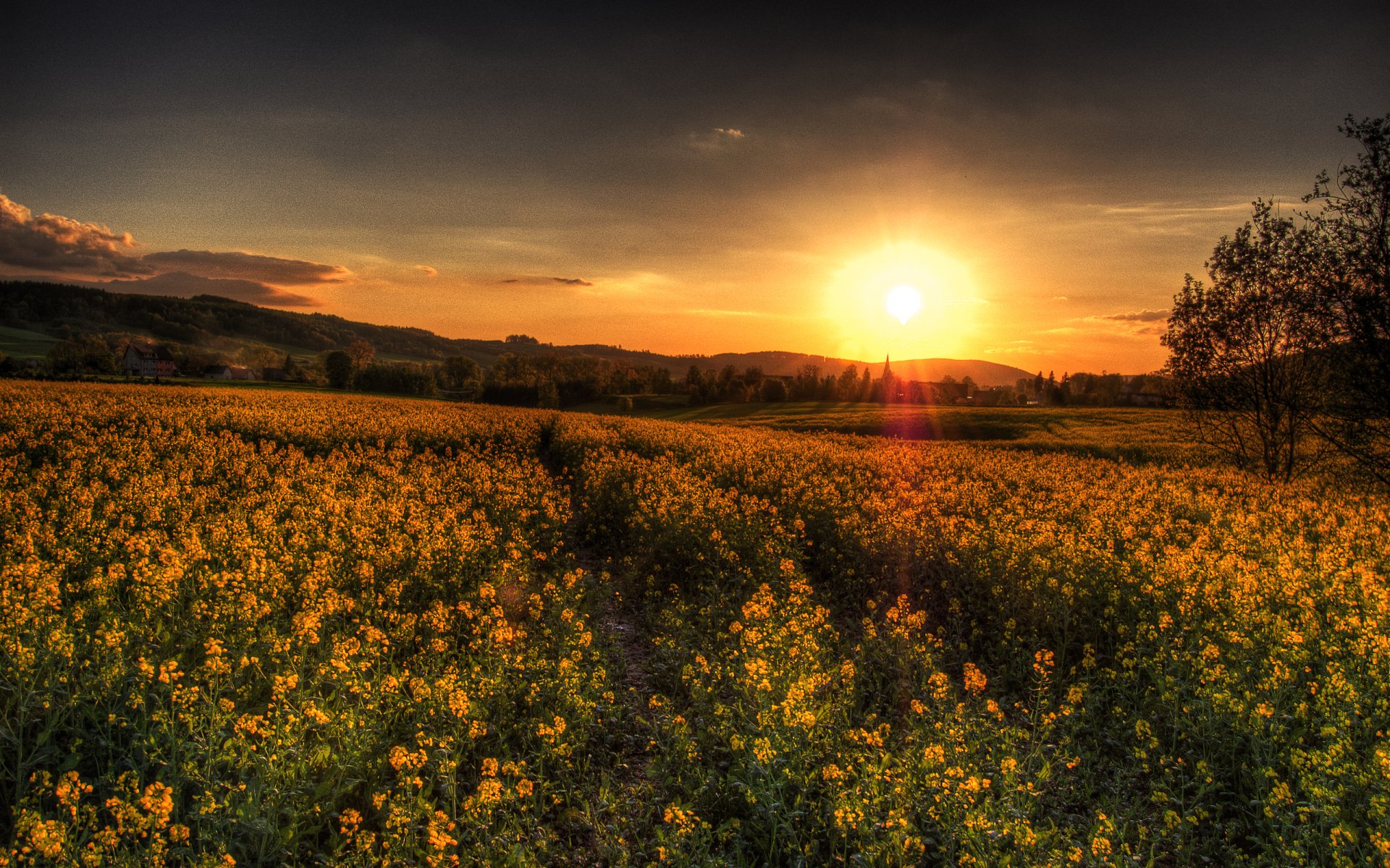 A breathtaking sunset over a field of vibrant yellow flowers, capturing the serene beauty of nature. This HD image serves as an inviting desktop wallpaper and background.