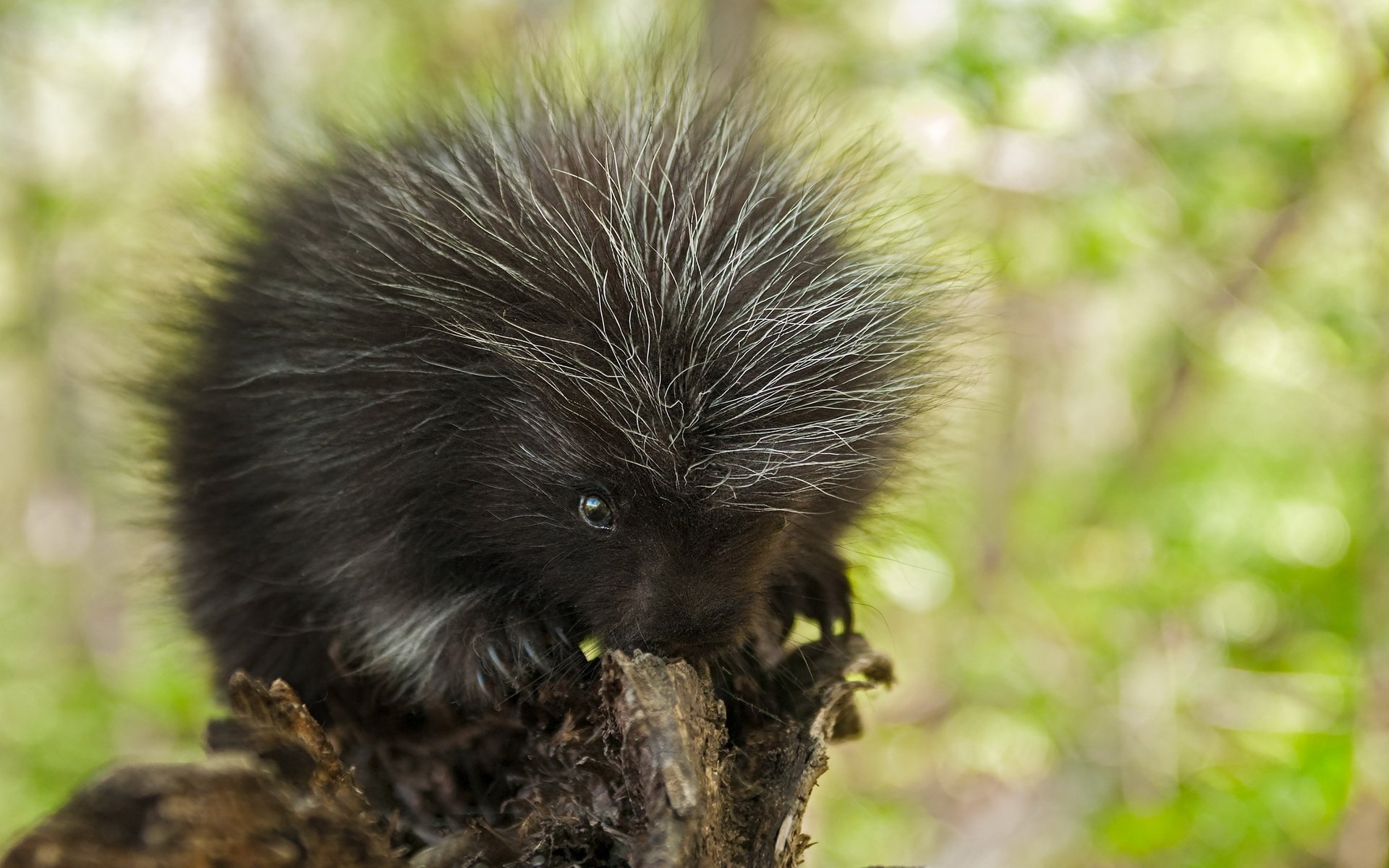 Download Animal Porcupine HD Wallpaper