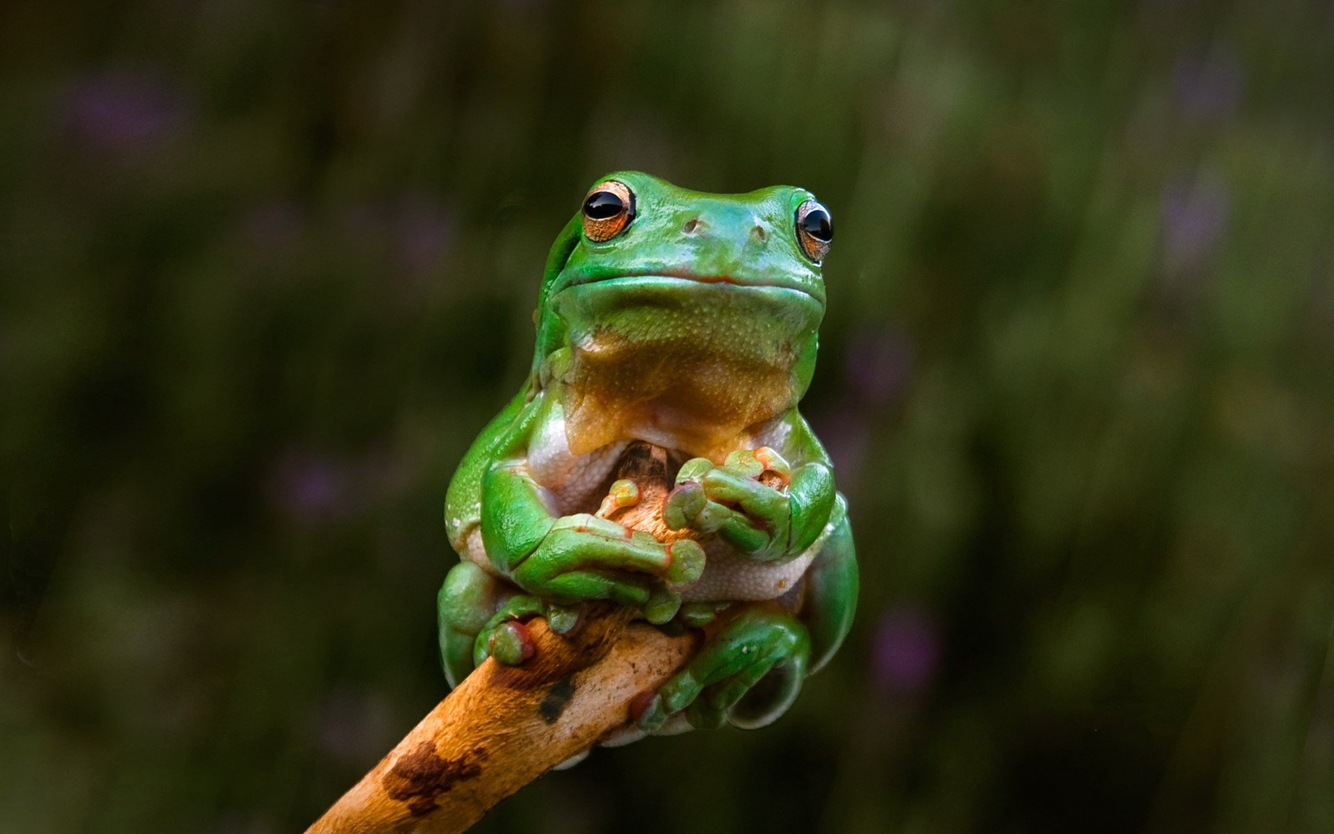 Animal Frog HD Wallpaper