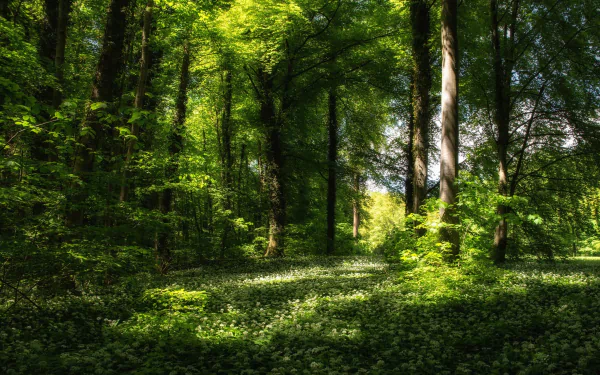 HD desktop wallpaper of a lush summer forest, showcasing tall trees with vibrant green foliage. Sunlight filters through the dense canopy, creating a serene and tranquil natural landscape.