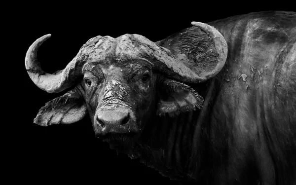 A striking black and white HD wallpaper of an African buffalo, showcasing its distinctive features and textured skin against a dark background.