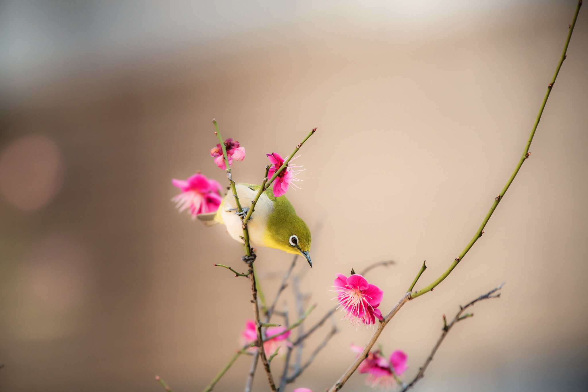 Blossom Heaven by Katsuaki Shoda