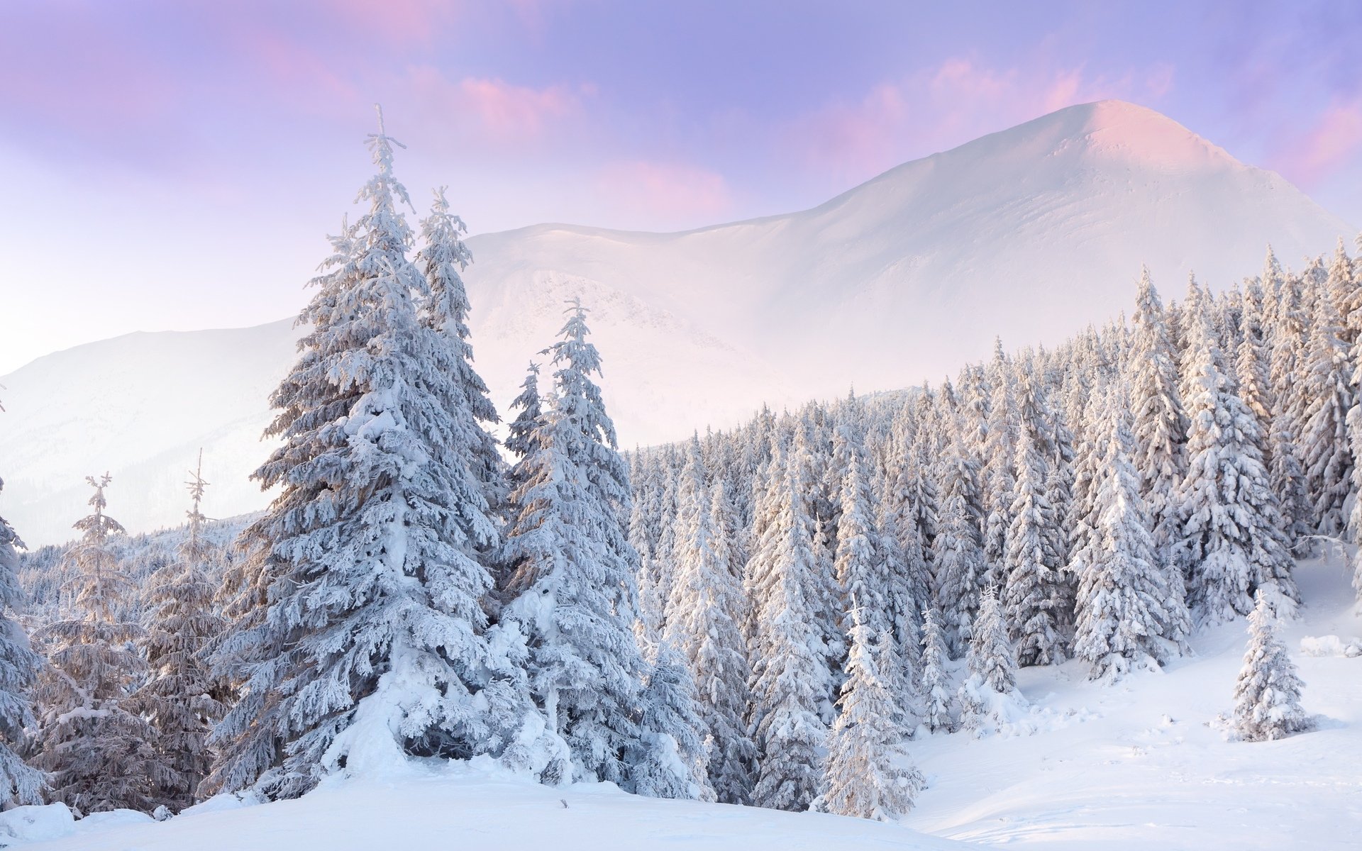Download Tree Snow Nature Mountain Landscape Forest Winter Snowy ...