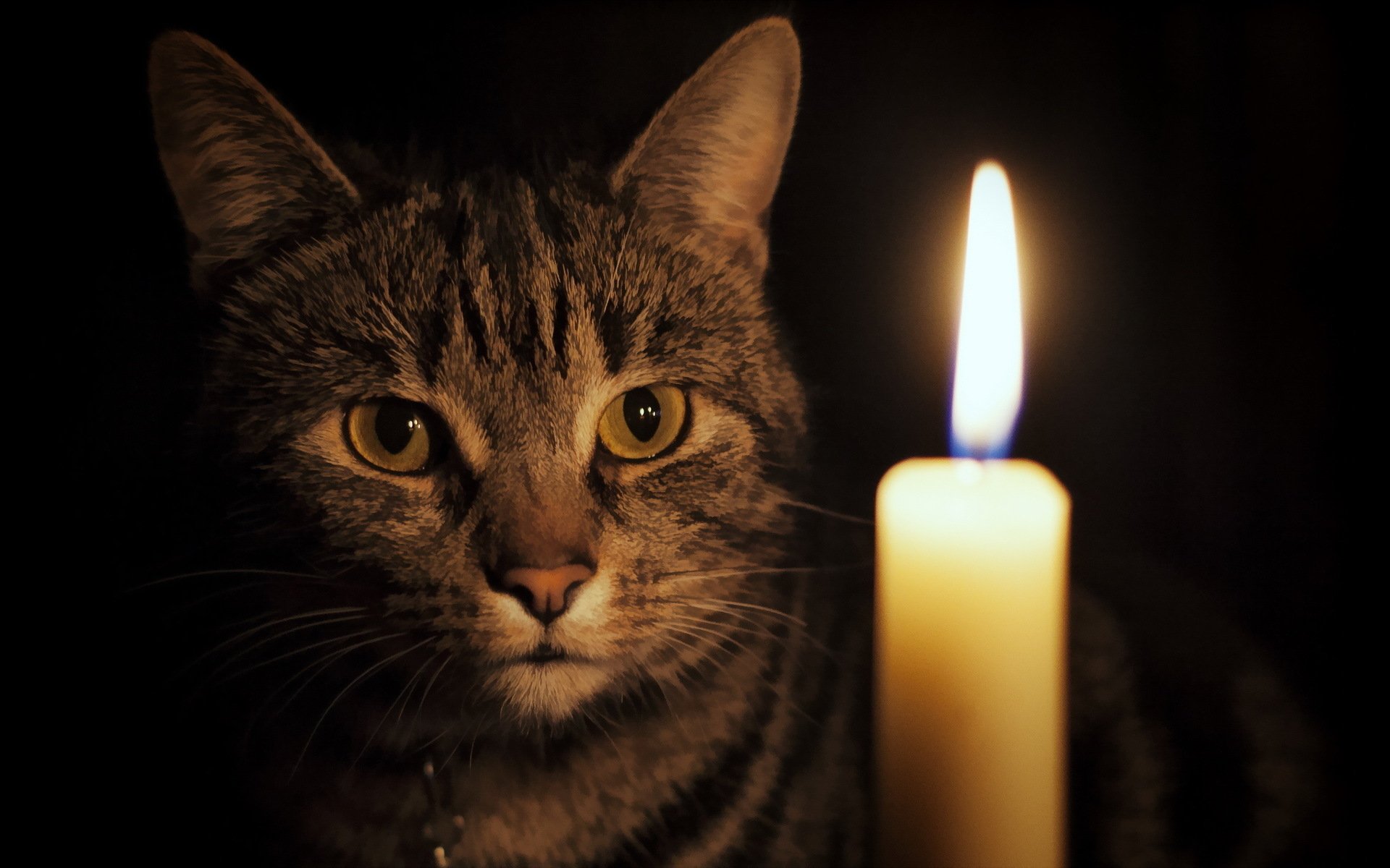 A striking HD desktop wallpaper featuring a cat gazing intently at a flickering candle, set against a dark background, creating a captivating and serene atmosphere.