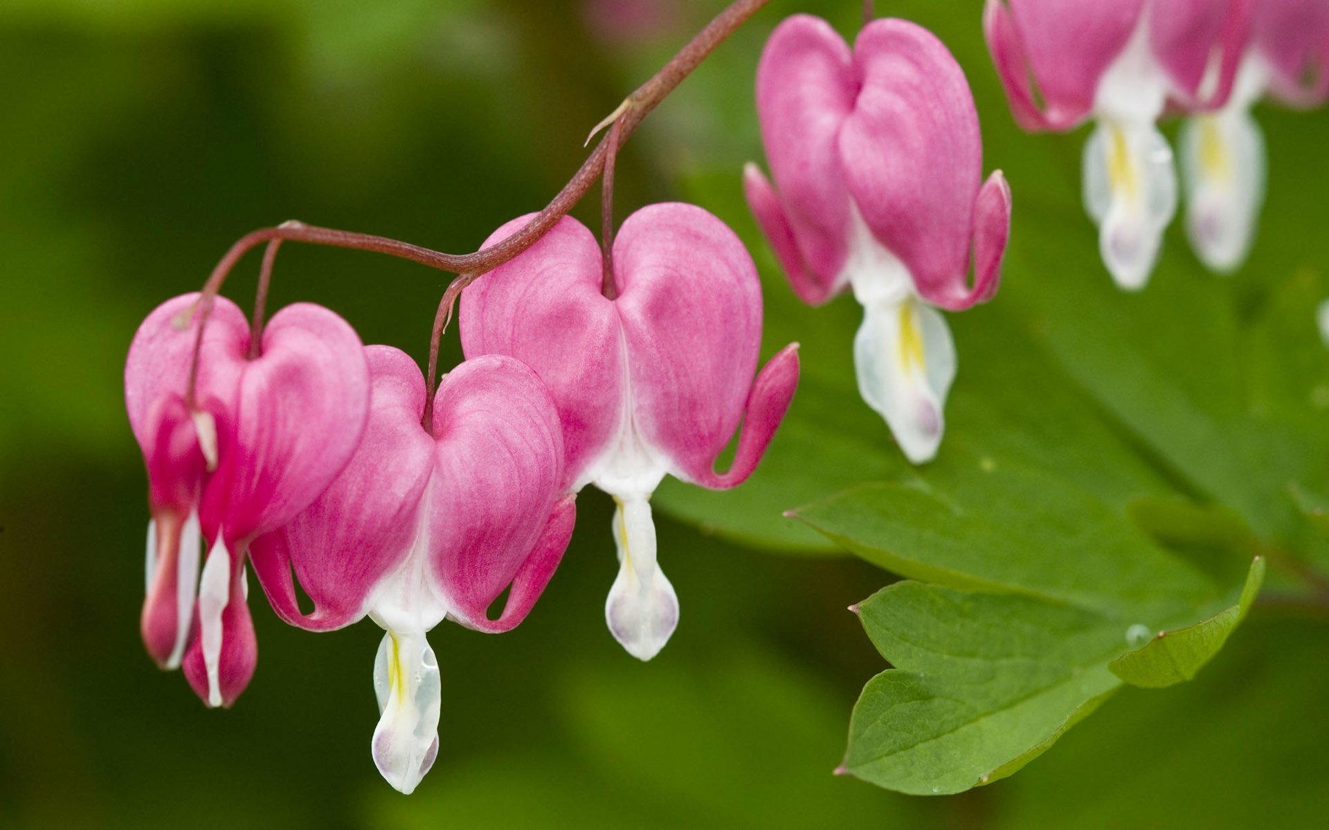 A close-up of vibrant pink bleeding heart flowers against lush green foliage, capturing the beauty of nature in a stunning HD desktop wallpaper.