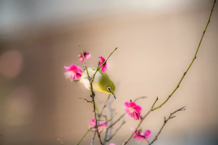 A Japanese white-eye perched on a branch of blooming pink ume blossoms in spring, captured in this HD PC desktop wallpaper background.