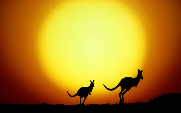 Silhouettes of two kangaroos against a large yellow sun in Australia, captured in an HD desktop wallpaper.