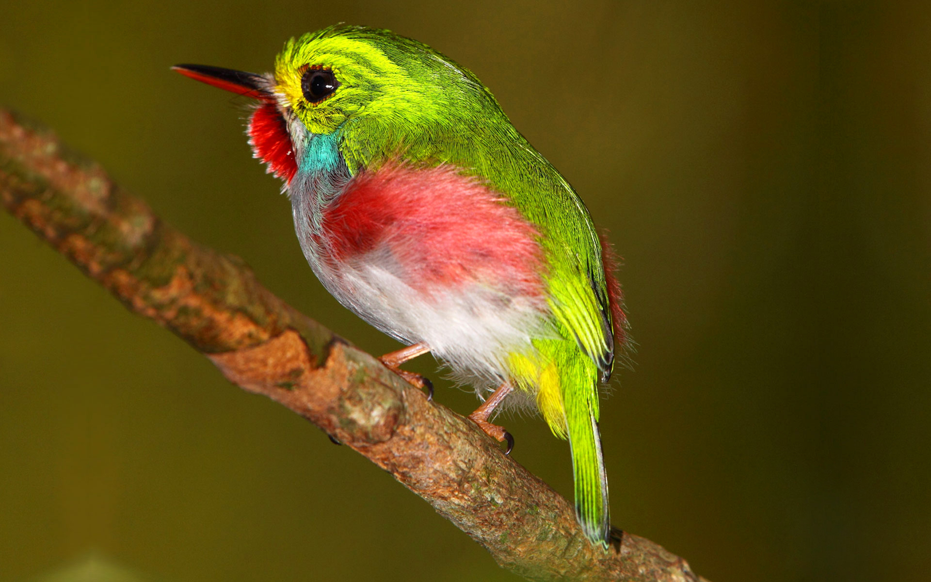 Cuban Tody HD Wallpaper | Background Image | 1920x1200 | ID:590440