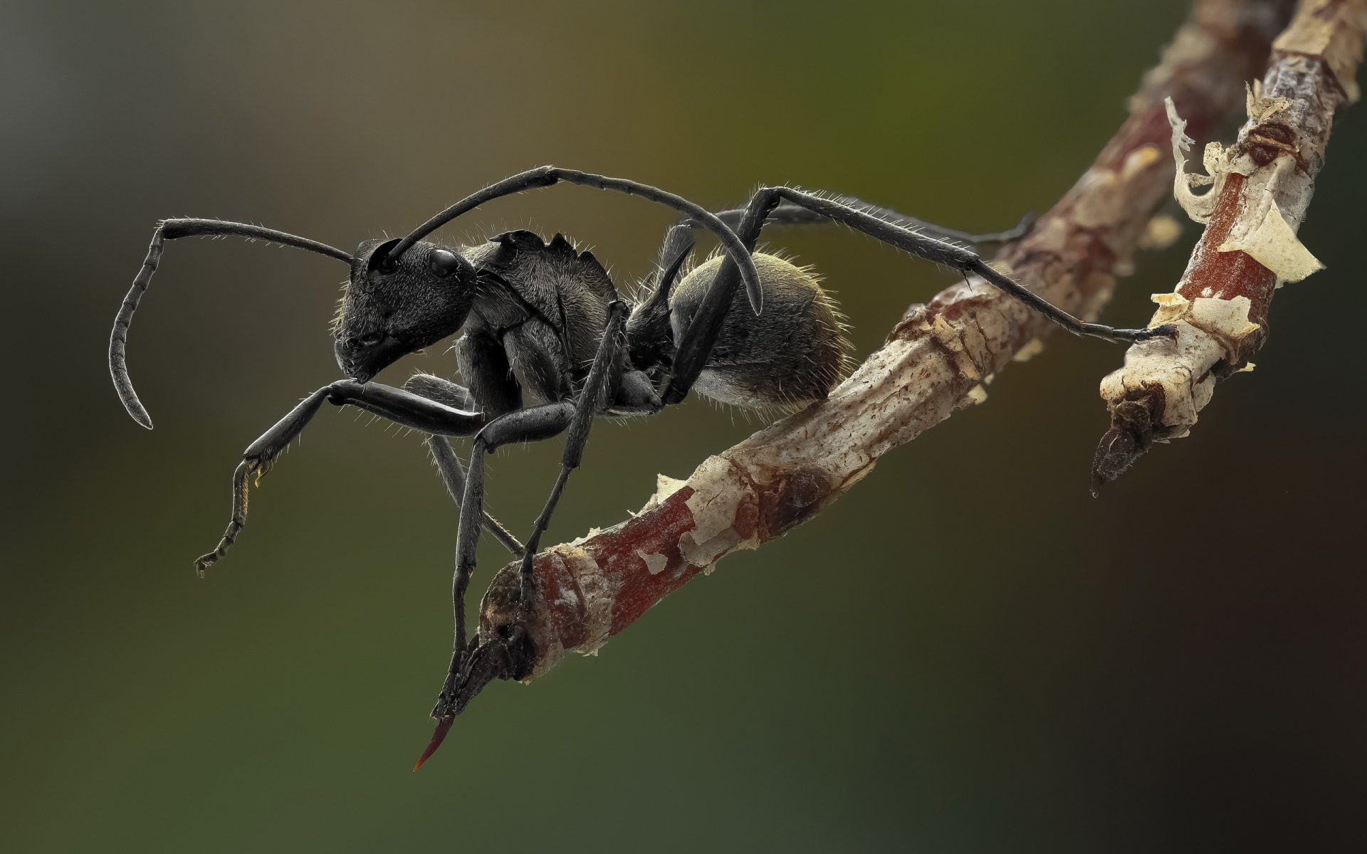 Ant HD Wallpaper | Background Image | 2560x1600