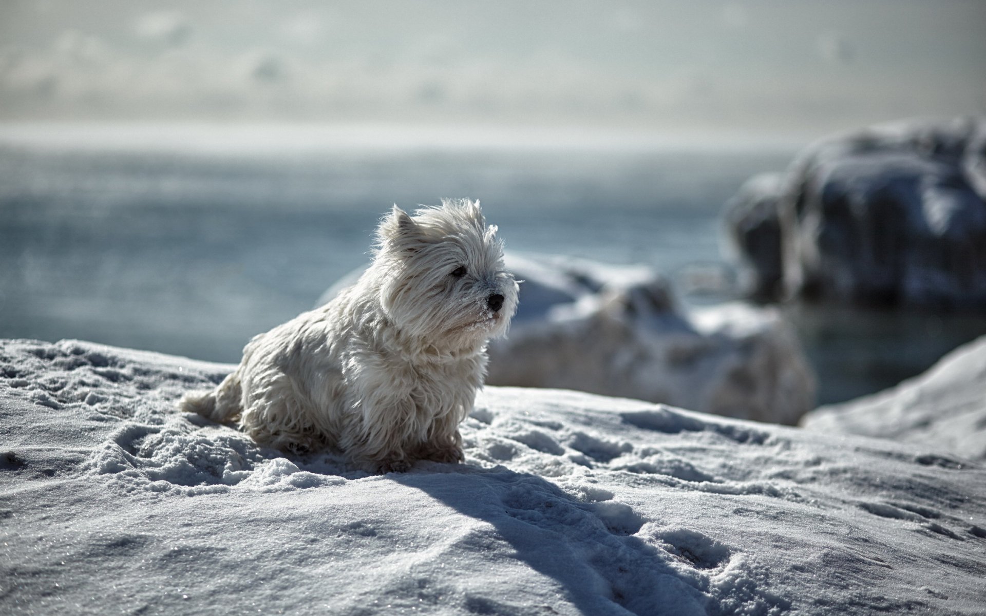 A small white dog sits atop a snowy landscape, gazing into the distance. The serene winter scene features soft snow and a blurred icy background, creating a calming atmosphere.