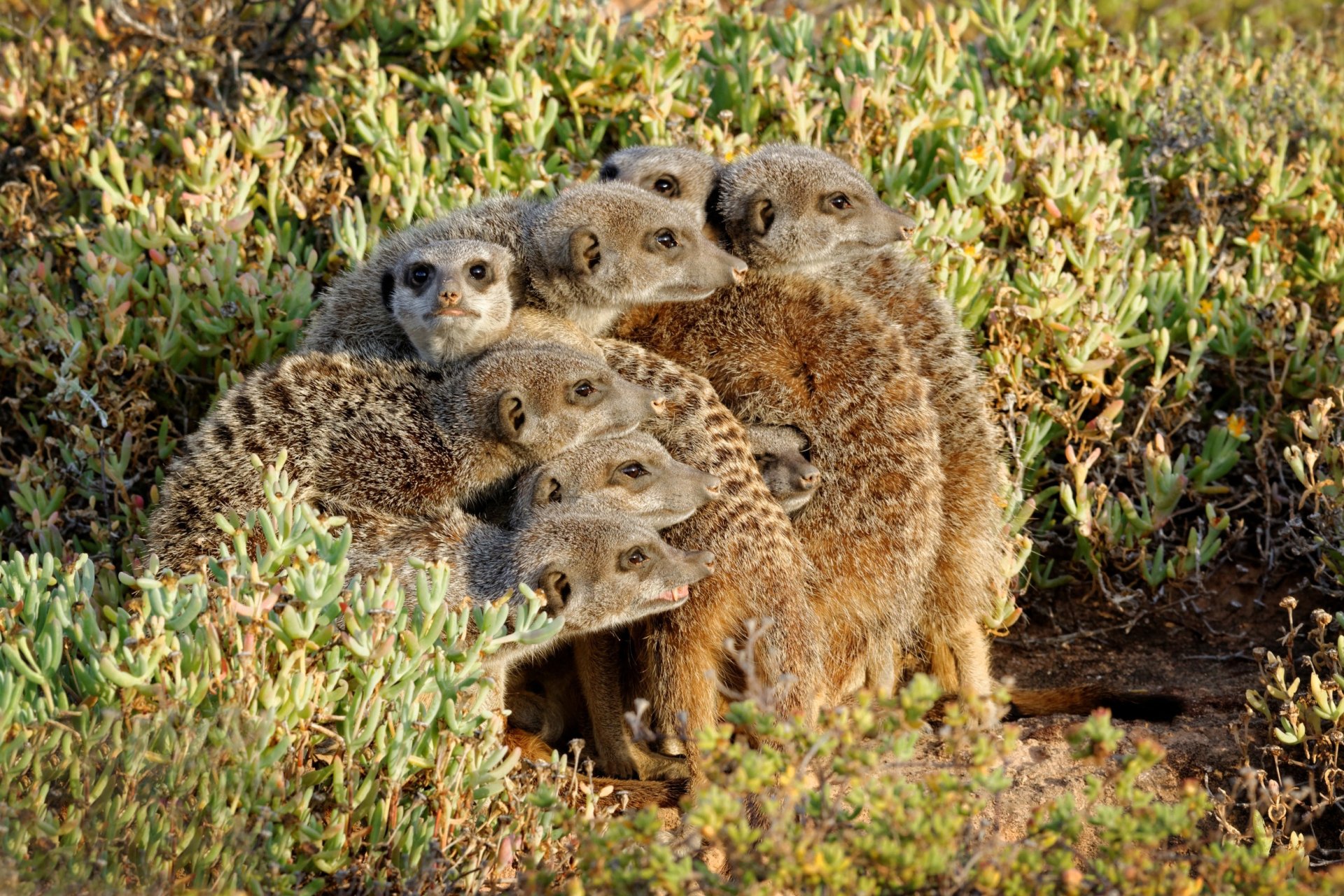 Download Animal Meerkat HD Wallpaper