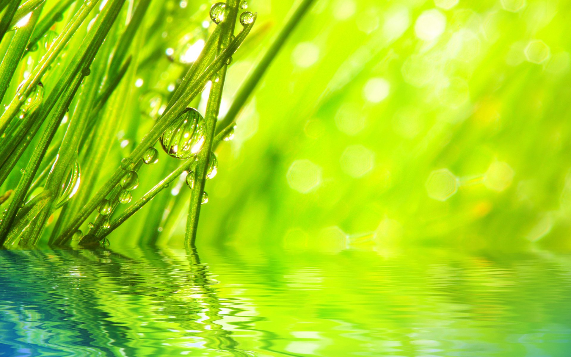 Download Macro Grass Water Green Nature Water Drop HD Wallpaper