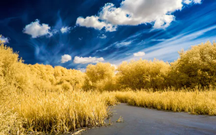 A serene landscape featuring golden reeds along a calm water body, framed by lush trees under a vibrant sky with scattered clouds. An inviting nature scene for any desktop background.