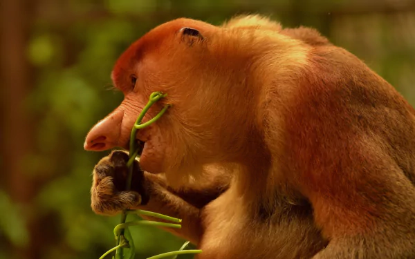 Animal proboscis monkey HD Desktop Wallpaper | Background Image