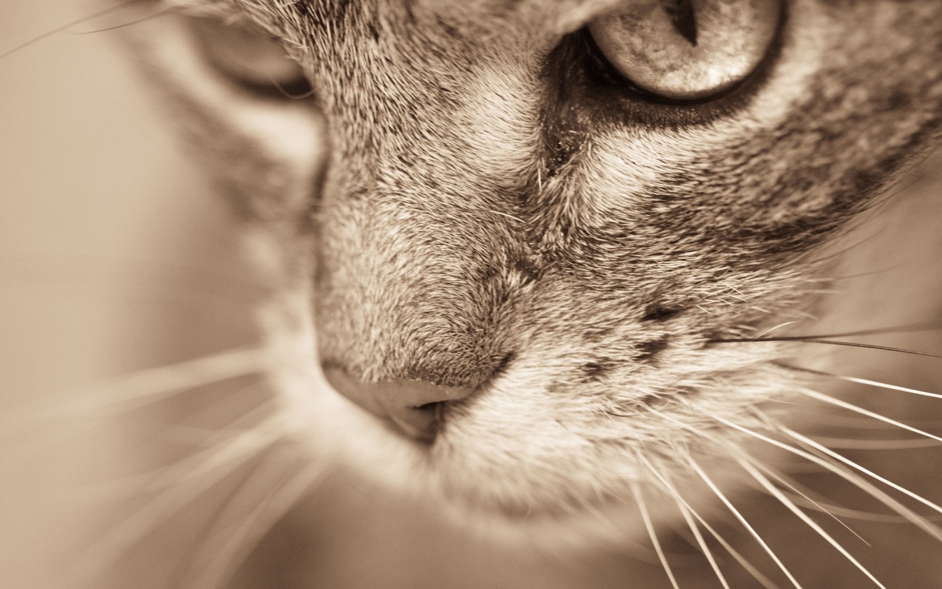 Download Animal Cat  HD Wallpaper