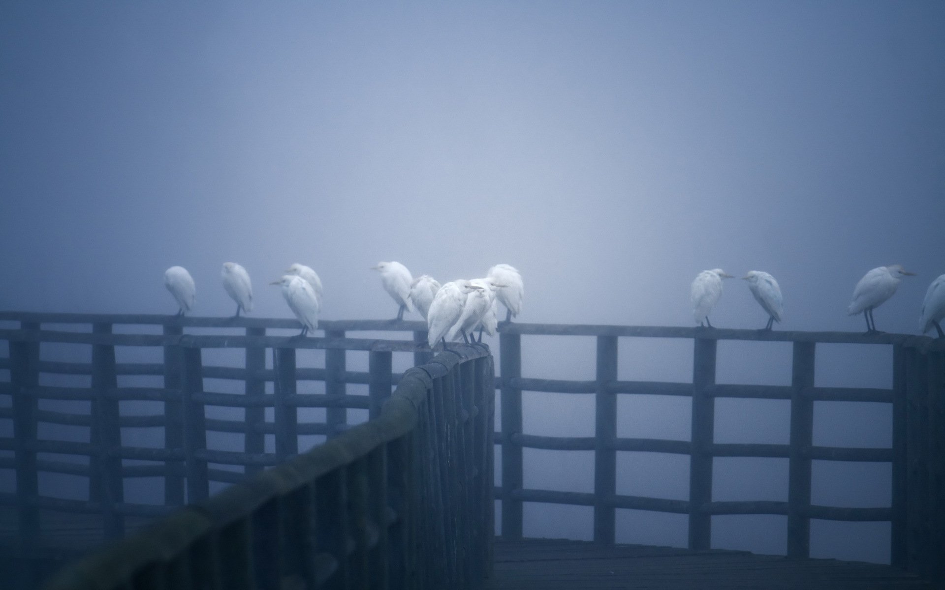 Bird HD Wallpaper