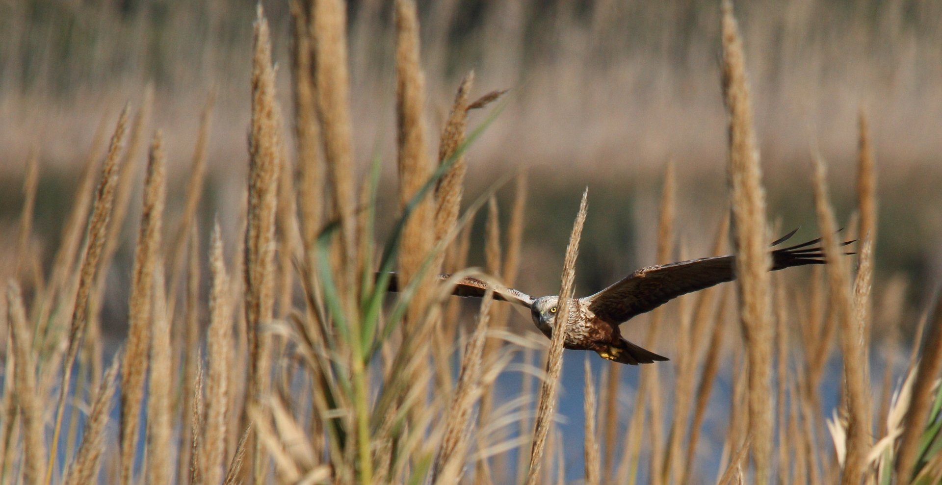 Download Bird Of Prey Flight Animal Western Marsh Harrier HD Wallpaper