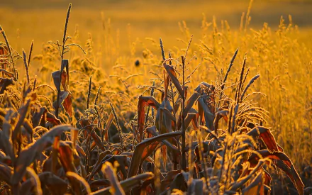 nature cornfield HD Desktop Wallpaper | Background Image