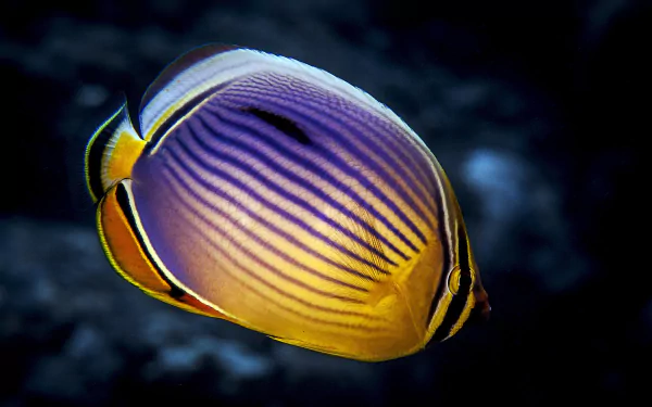 Animal butterflyfish HD Desktop Wallpaper | Background Image