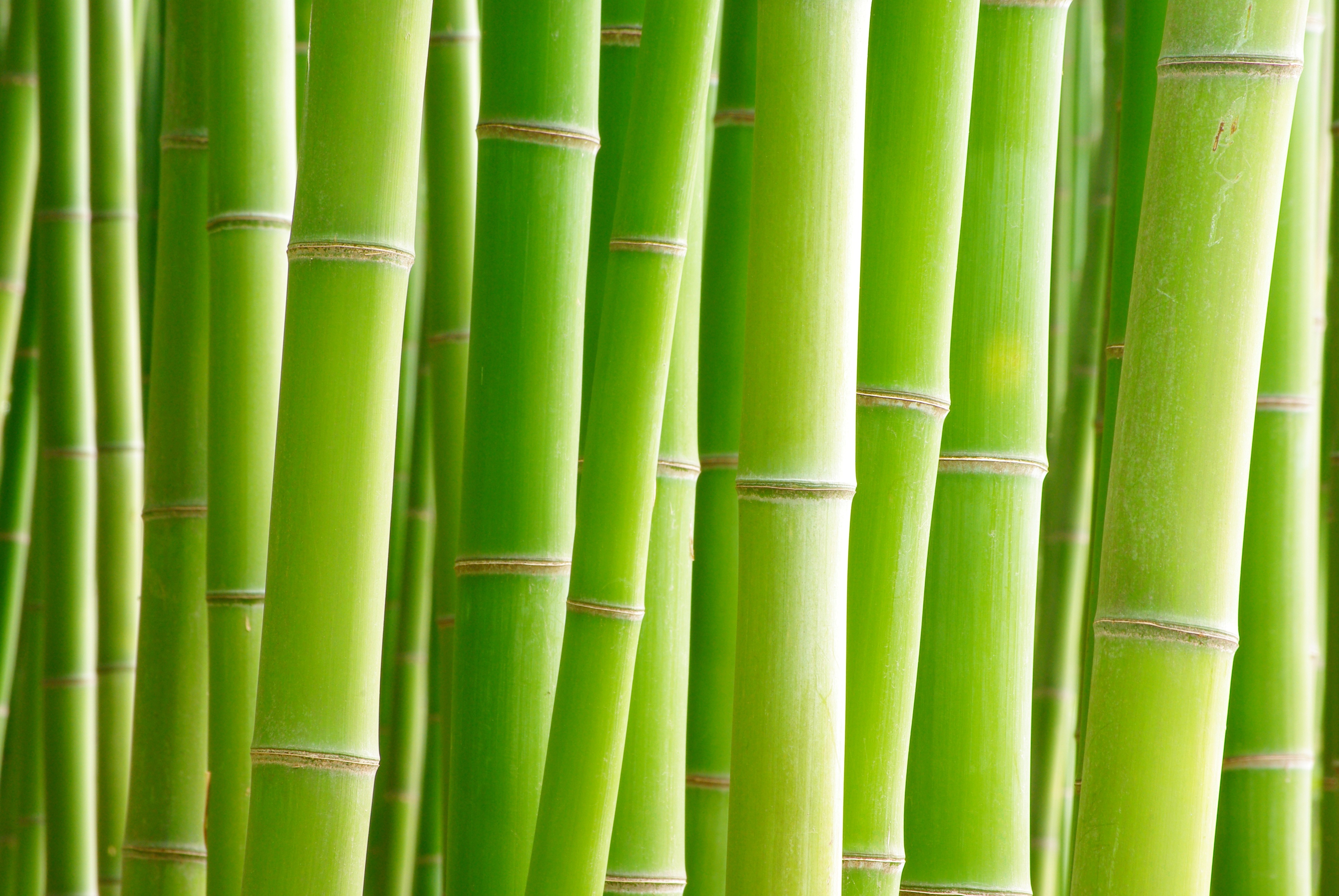 Green, art, bamboo, HD phone wallpaper | Peakpx