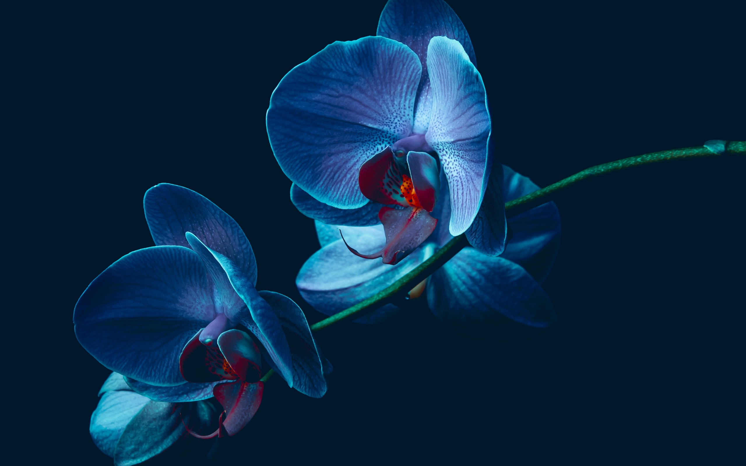 Orchid HD Wallpaper | Background Image | 2560x1600 | ID ...