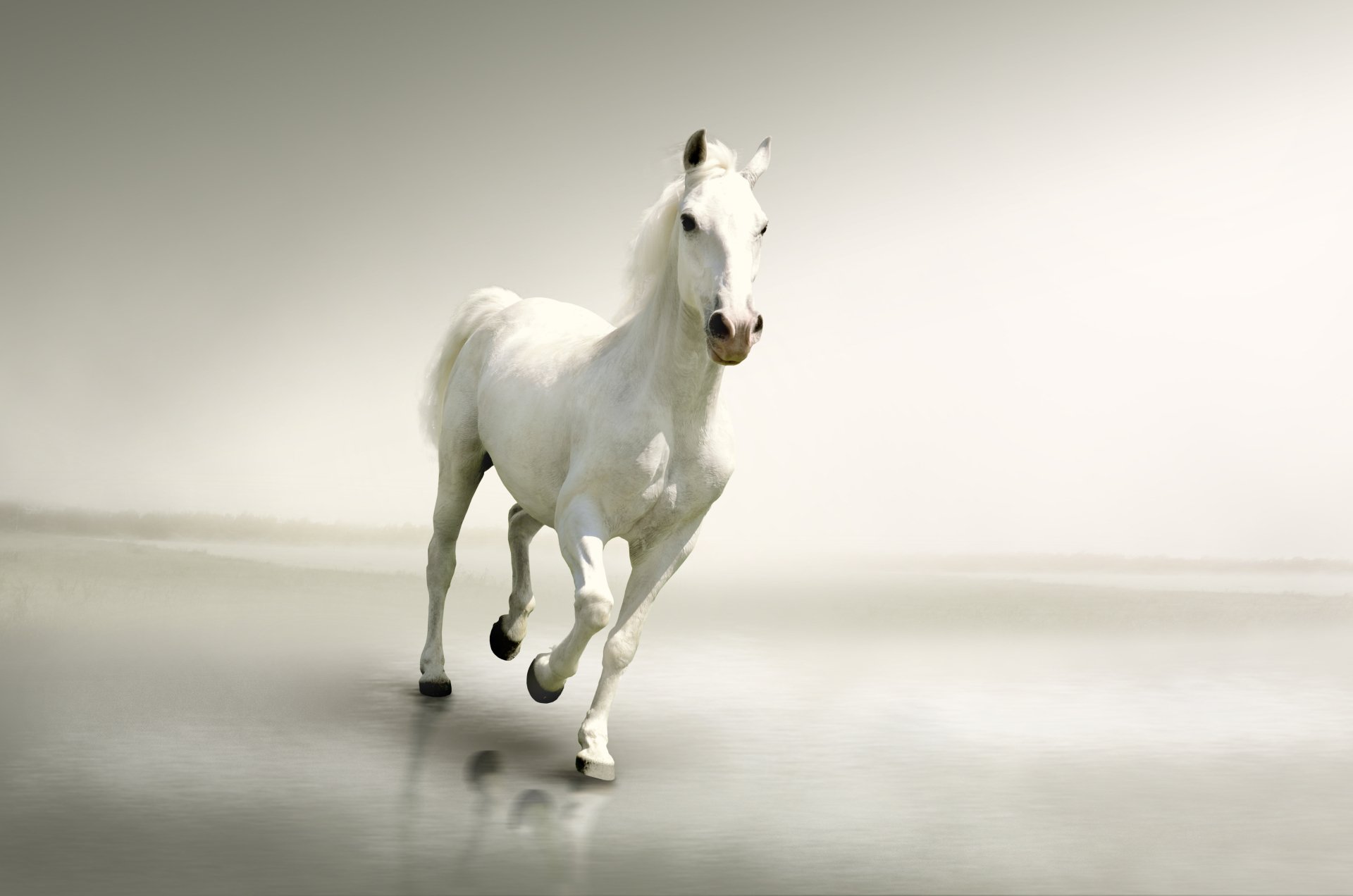 Animal Horse 4K Ultra Hd Wallpaper