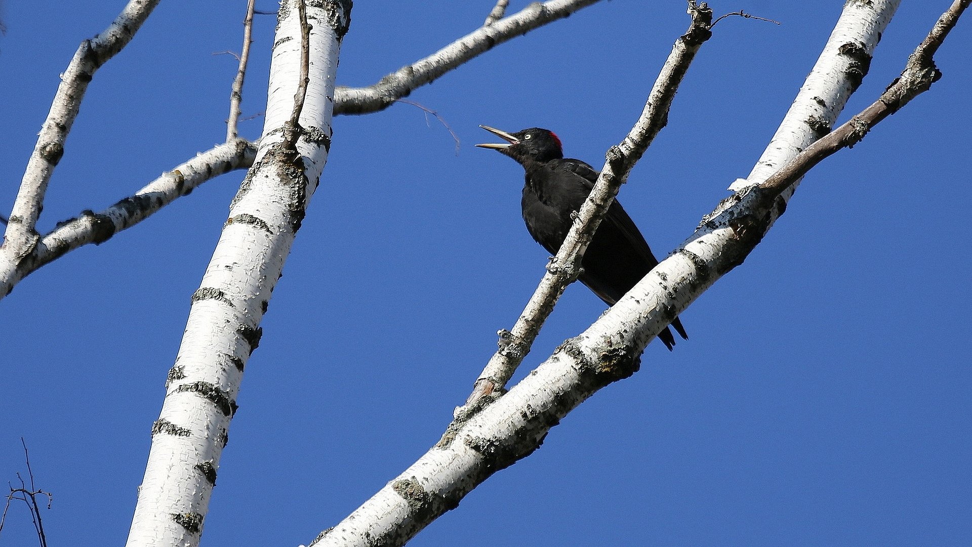 HD desktop wallpaper of a black woodpecker perched on white birch tree branches against a clear blue sky.