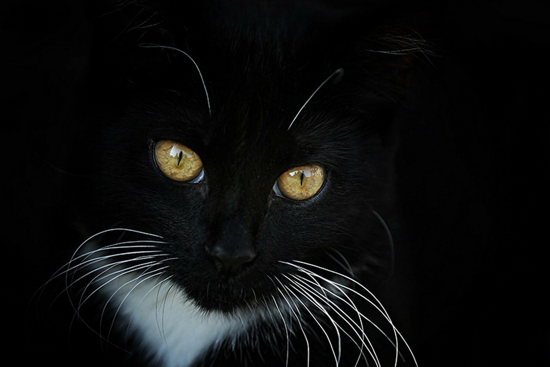 Download Animal Cat HD Wallpaper | 1920x1282 | Wallpaper Abyss