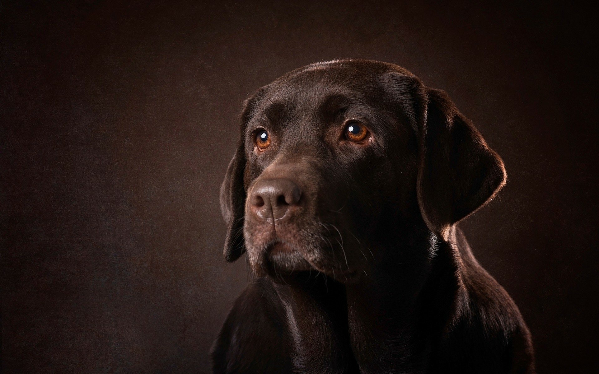 Download Animal Dog HD Wallpaper | 1920x1200 | Wallpaper Abyss