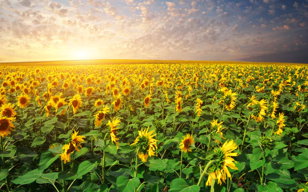 4K Ultra HD PC desktop wallpaper showing a vast sunflower field at sunrise, golden blooms facing the sun under a dramatic, cloud-streaked sky.
