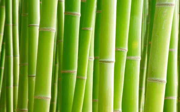 Close-up view of vibrant green bamboo stalks, captured in stunning 4K Ultra HD, serving as a sharp and natural PC desktop wallpaper background.